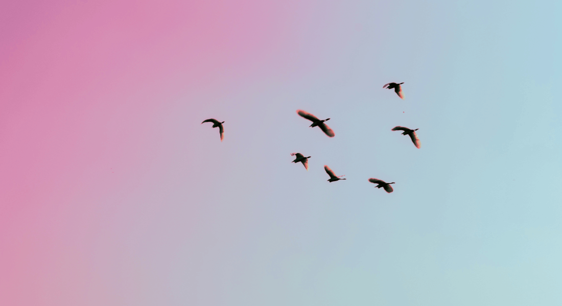 Birds in flight Birds in flight